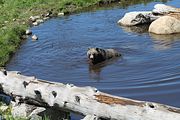 07 - Grouse Mountain - IMG_1521